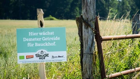 Für manche ist Weizen des Gluten zu viel