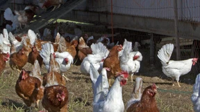 Vor dem Gesetz sind Wachteln und Hennen gleich