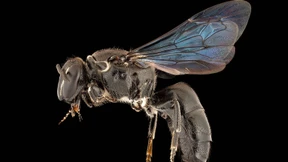 Seit 100 Jahren verschollene Bienenart in Australien entdeckt