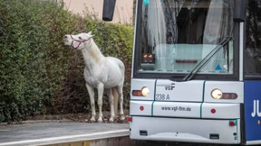 „Wanderstute“ Jenny ist eingeschläfert worden