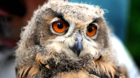 Polizei rettet jungen Uhu nach Bruchlandung