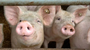 Schweinepest breitet sich aus 