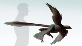 Der Albatros unter den Raubsauriern 