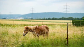 Verteidigung legt Revision gegen Urteil ein