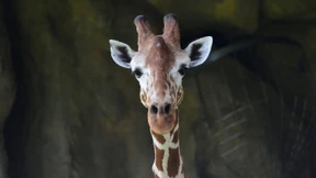 Giraffen sind eine gefährdete Art  