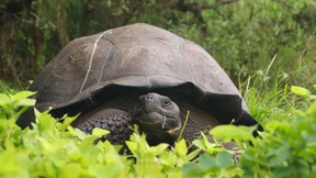 Forscher entdecken neue Riesenschildkröten-Art