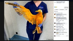 Survival of the Cutest