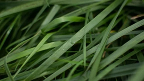 Dänemarks Experiment mit dem grünen Rohstoff