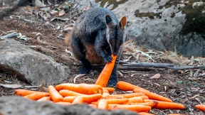 Karotten aus der Luft