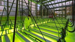 Warten auf die Algenblüte