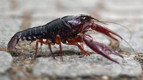 Warum der deutsche Edelkrebs starb