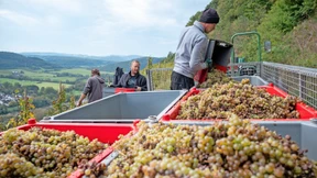Erstmals Mikroplastik in Weinbergen nachgewiesen