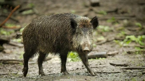 Kommt die afrikanische Schweinepest bald zu uns?