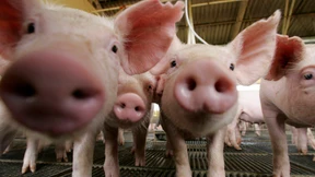 Tierschutzbeauftragte entsetzt über Töten gesunder Ferkel 