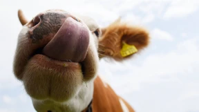 Frau lässt 200 Kühe frei und flieht ohne Kleidung