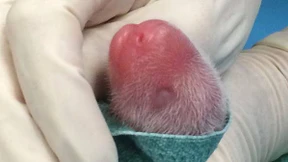 Zwei Riesenpandas ganz klein