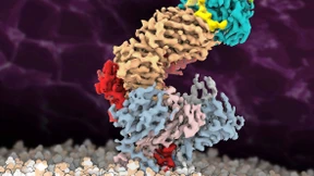 Wie ein Antigen an eine Immunzelle bindet