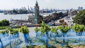 Alle Trauben gestohlen