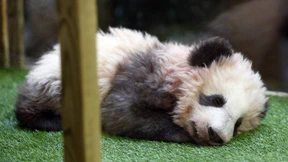 Brigitte Macron ist Patin von Panda „Yuan Meng“