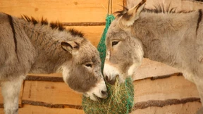 Auch Esel und Zebras können Hepatitis B bekommen