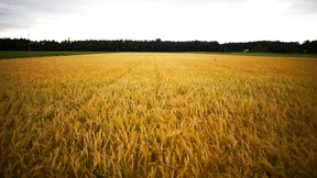 Neue deutsche Dürre