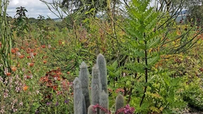 Jimis phantastisch florale Welt