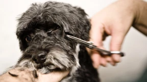 Unterwegs mit einem Hundefriseur