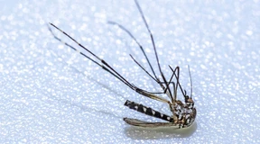 Tigermücken breiten sich weiter aus