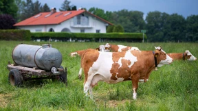Wenn Richter Kuhglocken lauschen
