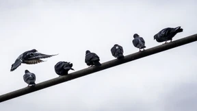 Wie die Tauben in Limburg gerettet werden sollen