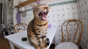 Einigung im Streit um mit Katzenurin verseuchtes Haus