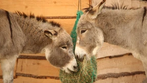 Etwas Besseres als den Tod finden sie überall