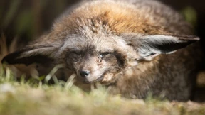 Tierischer Zuwachs auch aus Asien