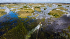 Trockenperioden und Salzwasser im Sumpfgebiet