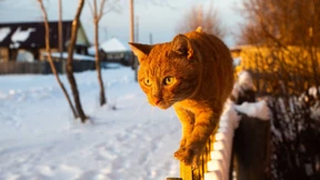 Wer will Katzen töten?