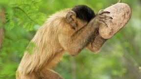 Die Haudrauf-Verwandten