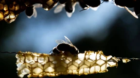 Verstoßene Artgenossen