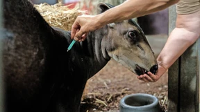 Blauzungenimpfung im Zoo