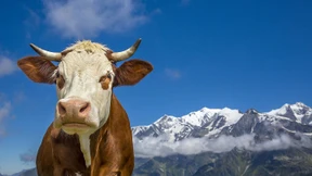 Mieten Sie doch eine Kuh!