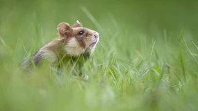 Hoffnungsträger Hamster