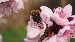 Wenn Bienen Liebe machen