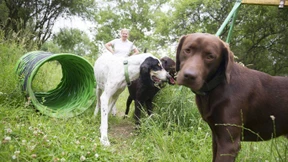 Wenn Herrchen sich auf den Weg in den Süden macht 