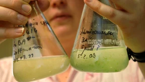 Weniger Mikroben in den Meeren