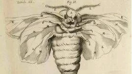 Das Geheimnis der Seidenraupe