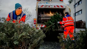 So viele Weihnachtsbäume gab es noch nie
