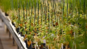 Amerika erlaubt größte deutsche Auslandsübernahme