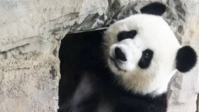 Meng Meng, bist du schwanger?