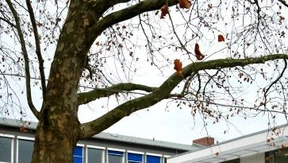 Führungslose Gymnasien