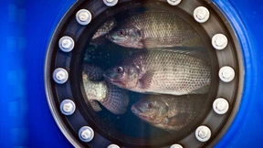 Von wegen frische Fische