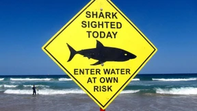 Hai beißt Mann den Fuß ab